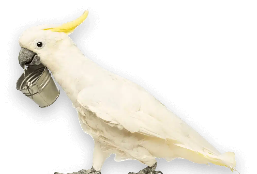 sulphur-crested-cockatoo-cacatua-galerita